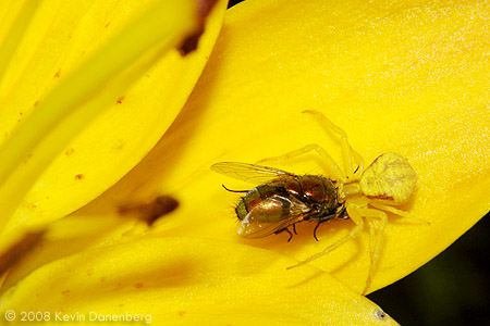Yellow crab spider eating fly on lily