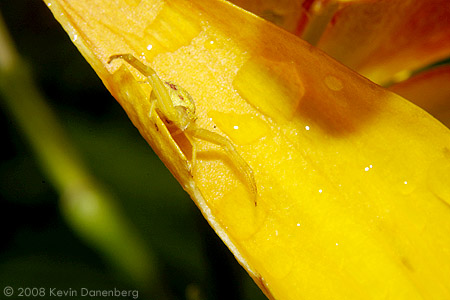 Yellow crab spider on lily