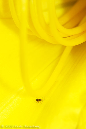 Tiny spider on flower