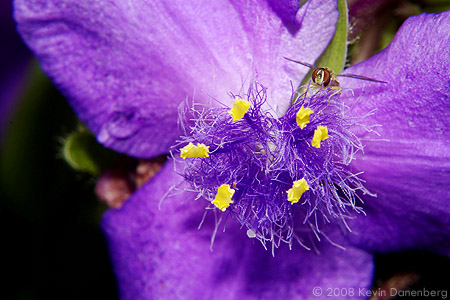 Tiny bee on flower