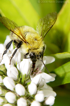 Bumble bee on flower