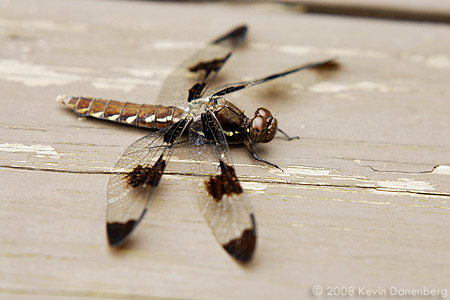 Dragonfly on deck