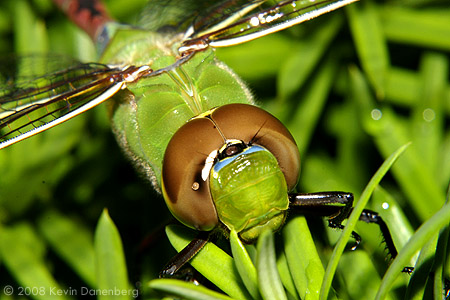 Dragonfly on bush