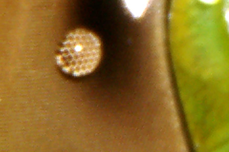 Water droplet on dragonfly eye