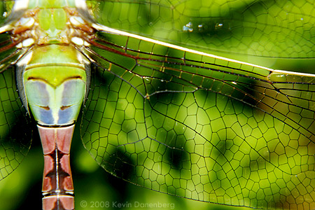 Dragonfly wing