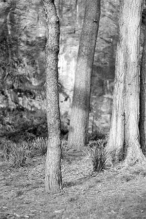Fort Tryon Park Trees I © 2006 by Kevin Danenberg Fort Tryon Park Trees I © 2006 by Kevin Danenberg