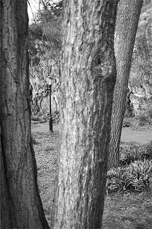 Fort Tryon Park Trees II © 2006 by Kevin Danenberg Fort Tryon Park Trees II © 2006 by Kevin Danenberg