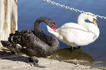 Black and White swan