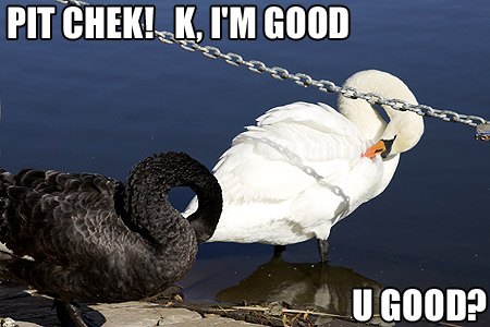Lol Swans