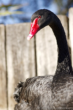 Black swan