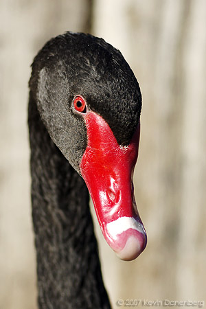 Black swan
